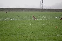 Bild: Besuch aus Afrika