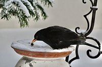 Bild: Amselm&auml;nnchen 