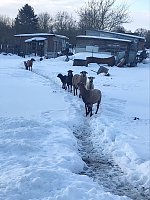 Bild: Schlechte Tierhaltung in Greu&szlig;en