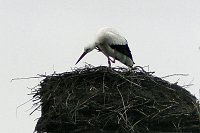 Bild: Erster Storch in der Goldenen Aue 