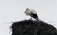 Bild: Erster Storch in der Goldenen Aue 