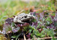 Bild: Natur pur erleben im Teichthal