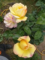 Rosenpracht Bild: Rosenpracht