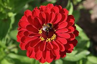 Es summt und brummt im Garten Bild: Es summt und brummt im Garten