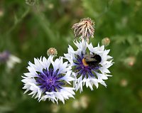 Es summt und brummt im Garten Bild: Es summt und brummt im Garten