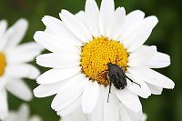 Es summt und brummt im Garten Bild: Es summt und brummt im Garten