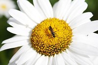 Es summt und brummt im Garten Bild: Es summt und brummt im Garten