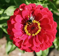 Es summt und brummt im Garten Bild: Es summt und brummt im Garten