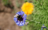 Es summt und brummt im Garten Bild: Es summt und brummt im Garten