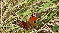 Es summt und brummt im Garten Bild: Es summt und brummt im Garten