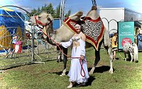 Circus Salto gastiert in Sondershausen Bild: Circus Salto gastiert in Sondershausen