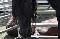 Circus Salto gastiert in Sondershausen - ein ganz besonders großes Pferd ist in der Tiershow zu sehen Bild: Circus Salto gastiert in Sondershausen - ein ganz besonders großes Pferd ist in der Tiershow zu sehen