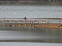 Bild: Beobachtungen am Kelbraer Stausee