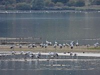 Die Kraniche sind zurück Bild: Die Kraniche sind zurück