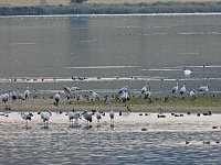 Die Kraniche sind zurück Bild: Die Kraniche sind zurück