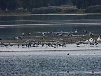 Die Kraniche sind zurück Bild: Die Kraniche sind zurück