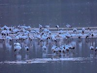 Die Kraniche sind zurück Bild: Die Kraniche sind zurück