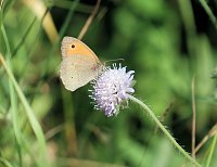 Bild: Die Wunder der Natur eingefangen von der Kamera