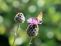 Bild: Die Wunder der Natur eingefangen von der Kamera