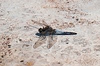 Bild: Die Wunder der Natur eingefangen von der Kamera