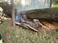 Bild: Angez&uuml;nderter Baum im Schlosspark