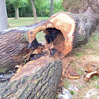 Bild: Angez&uuml;nderter Baum im Schlosspark