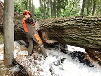 Bild: Angez&uuml;nderter Baum im Schlosspark