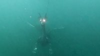 Bild: Drachen-Alarm am Sundh&auml;user Kiesteich