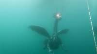 Bild: Drachen-Alarm am Sundh&auml;user Kiesteich