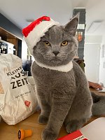 Selbstbewusster Küchenchef Bild: Selbstbewusster Küchenchef