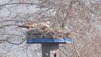 Bild: Rotmilanpaar am Stausee Kelbra