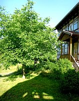 Wunderschöner Walnusbaum in Limlingerode im Sommer 2023 Bild: Wunderschöner Walnusbaum in Limlingerode im Sommer 2023
