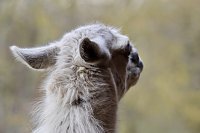 Bild: Unstrut-Lamas in Herbsleben