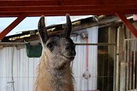 Bild: Unstrut-Lamas in Herbsleben