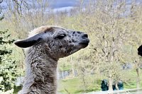 Bild: Unstrut-Lamas in Herbsleben
