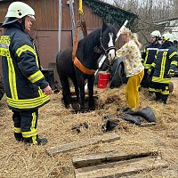 Das Pferd war in eine frühere, jetzt leere, Güllegrube gerutscht. Bild: Das Pferd war in eine frühere, jetzt leere, Güllegrube gerutscht.