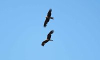 Bild: Impressionen vom Stausee Kelbra