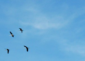 Den Kranichen gefolgt