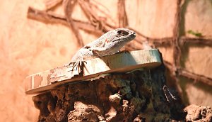 Reptilien Ausstellung