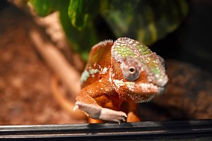 Reptilien Ausstellung