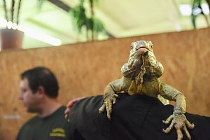 Reptilien Ausstellung