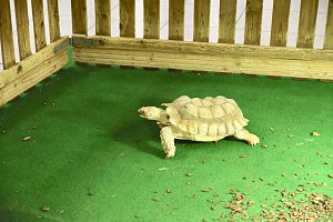 Reptilien Ausstellung
