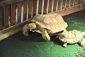 Reptilien Ausstellung