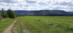 Vertrocknete B&auml;ume, B&auml;nke und mehr