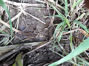 Zur Krokodilsichtung im Kyffh&auml;userkreis