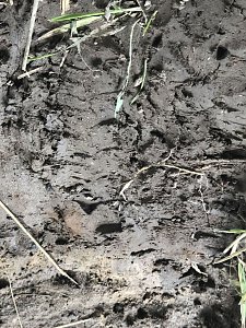 Zur Krokodilsichtung im Kyffh&auml;userkreis
