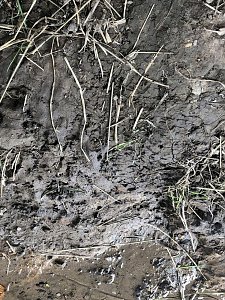 Zur Krokodilsichtung im Kyffh&auml;userkreis