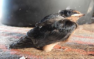 Viele Schwalben machten einen Sommer