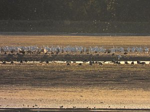 Peter Blei unterwegs am Stausee Kelbra