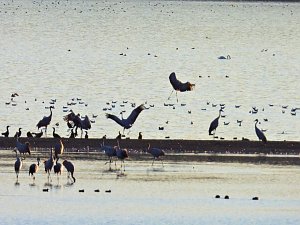 Peter Blei unterwegs am Stausee Kelbra